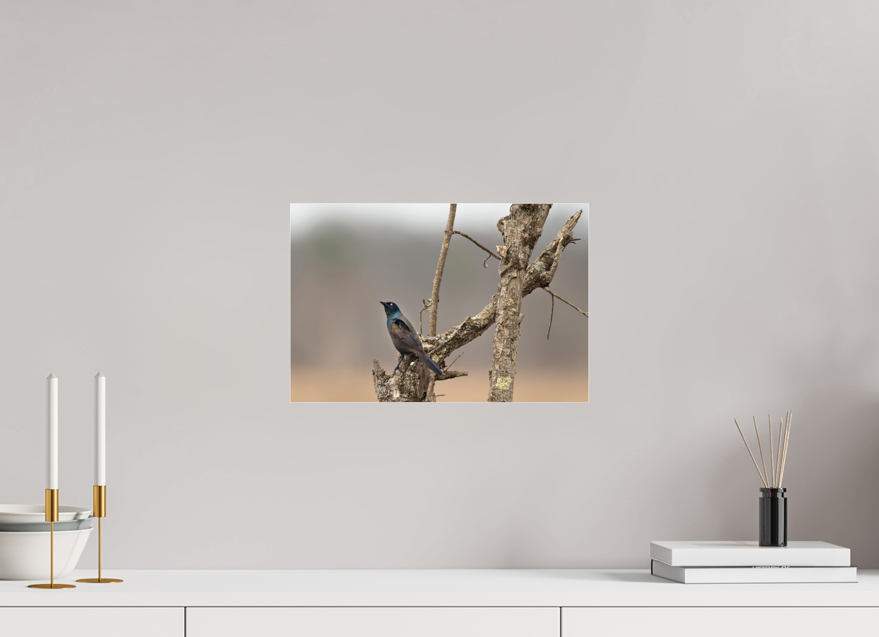 15 x 10″, Print Under Acrylic Glass Nothing Common About a Common Grackle!