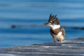 Main image The Queen of Kingfishers