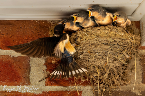 Main image Breakfast Time!