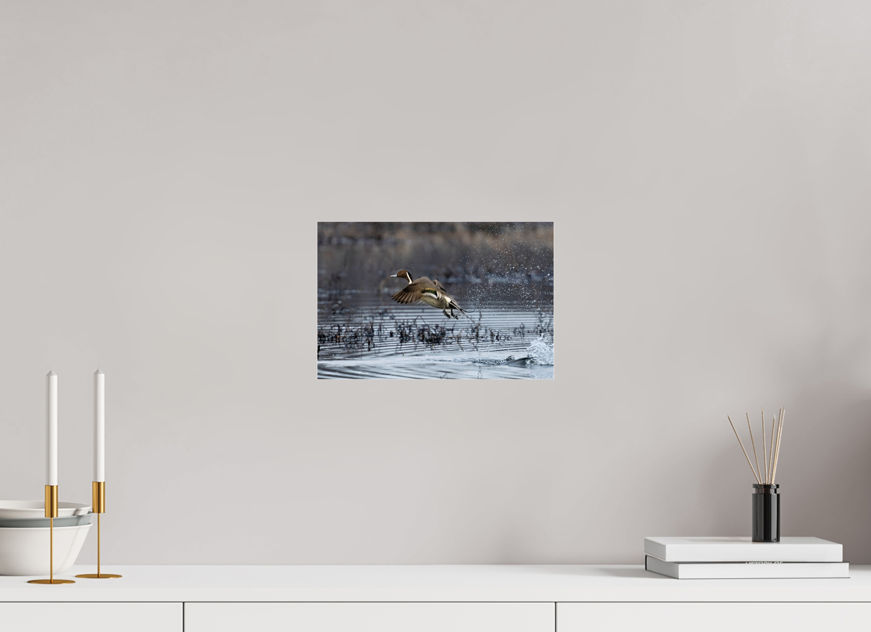 12 x 8″, Print Under Acrylic Glass Pintail Making His Point