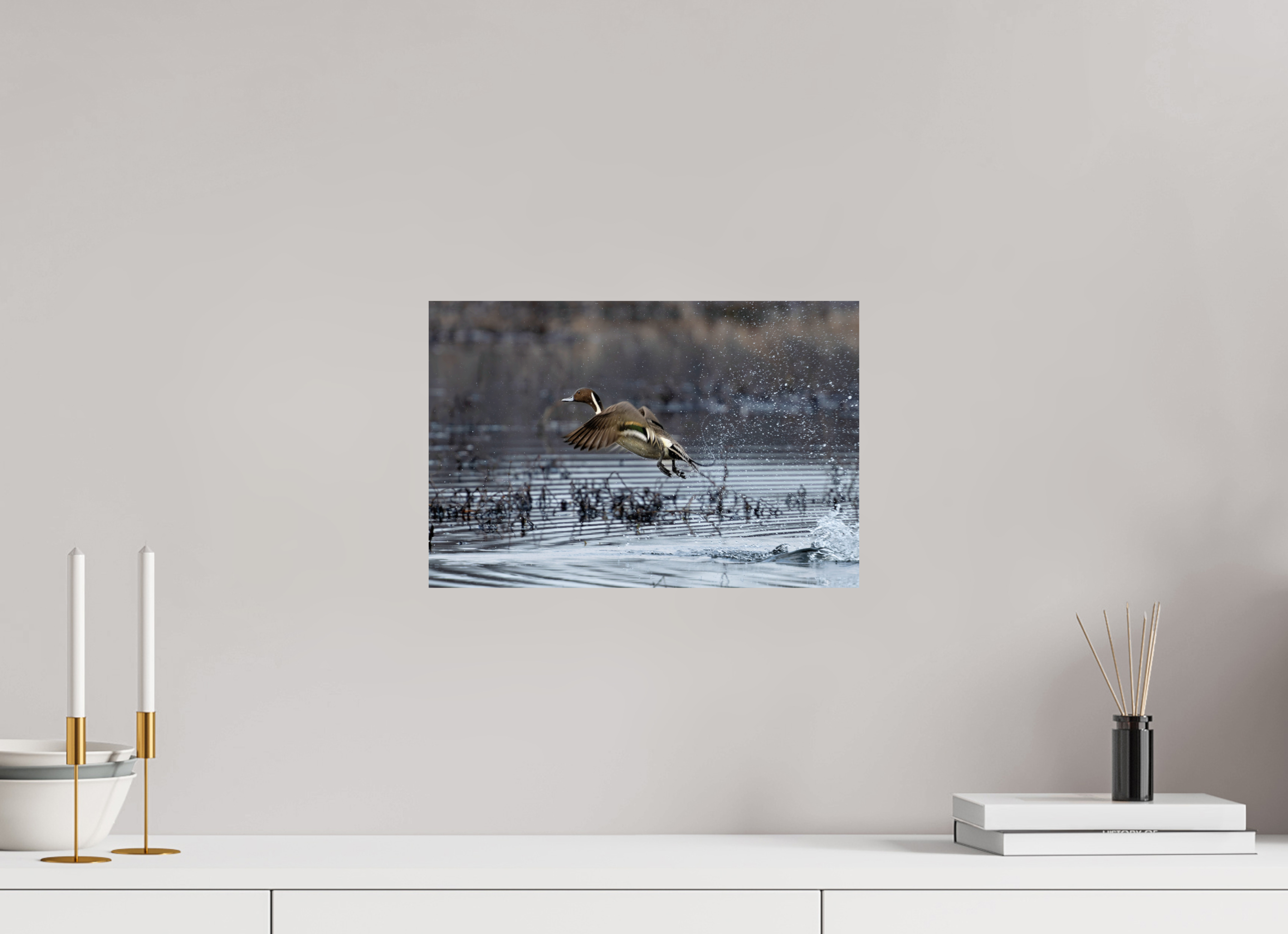 15 x 10″, Photo Print On Fuji Crystal DP II Pintail Making His Point
