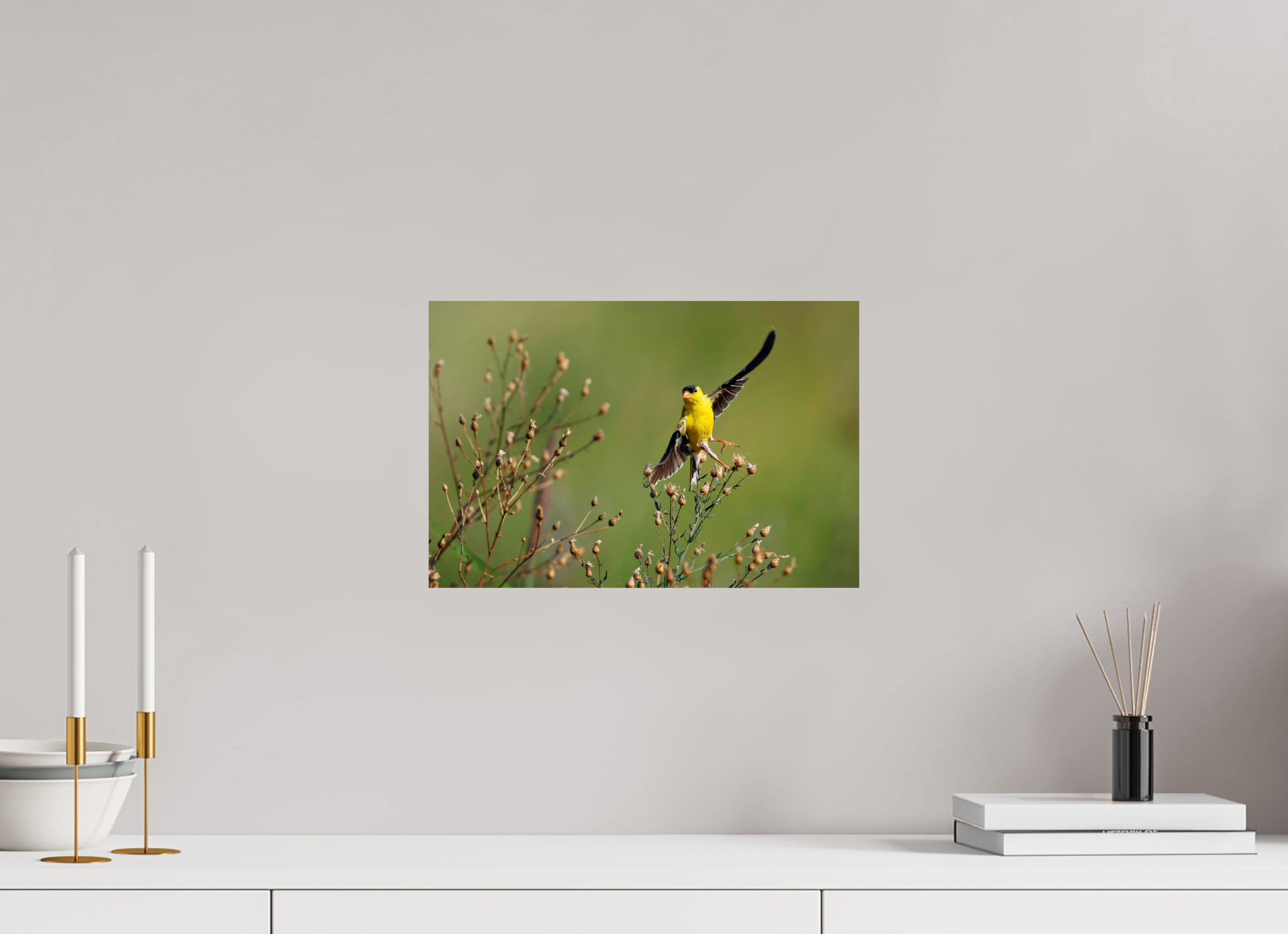 15 x 10″, Photo Print On Fuji Crystal DP II Goldie Takes Flight