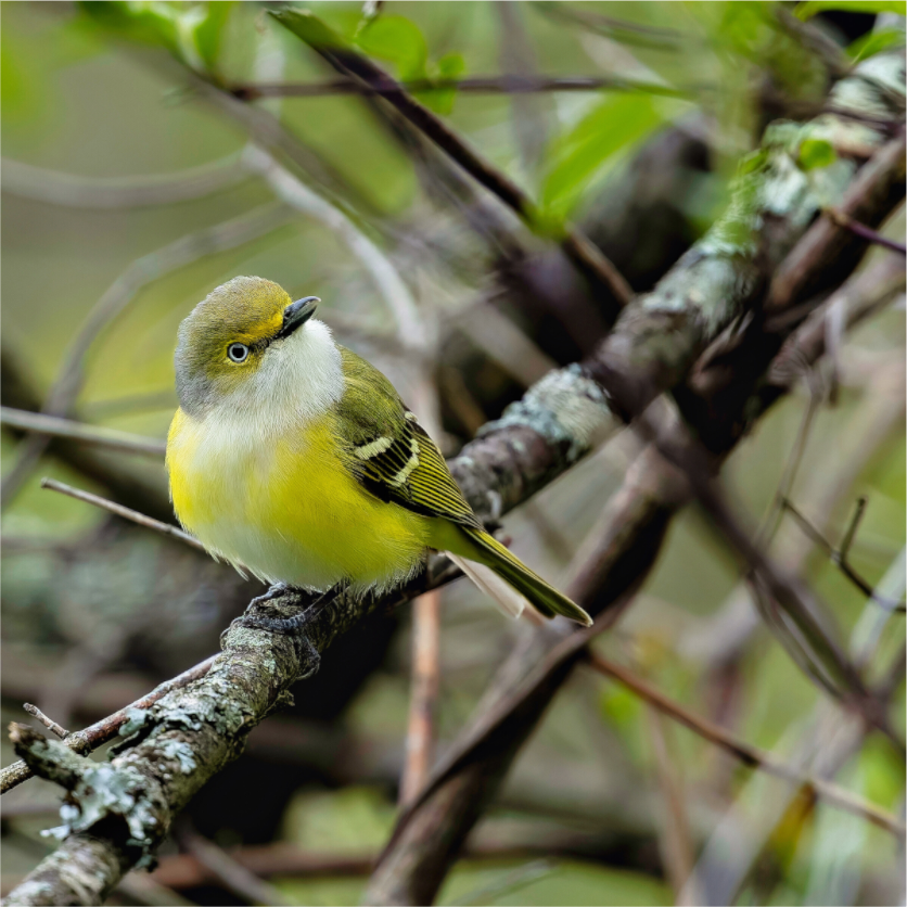 Main image Bright-eyed and Bushy-tailed