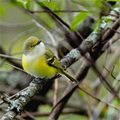 Main image Bright-eyed and Bushy-tailed