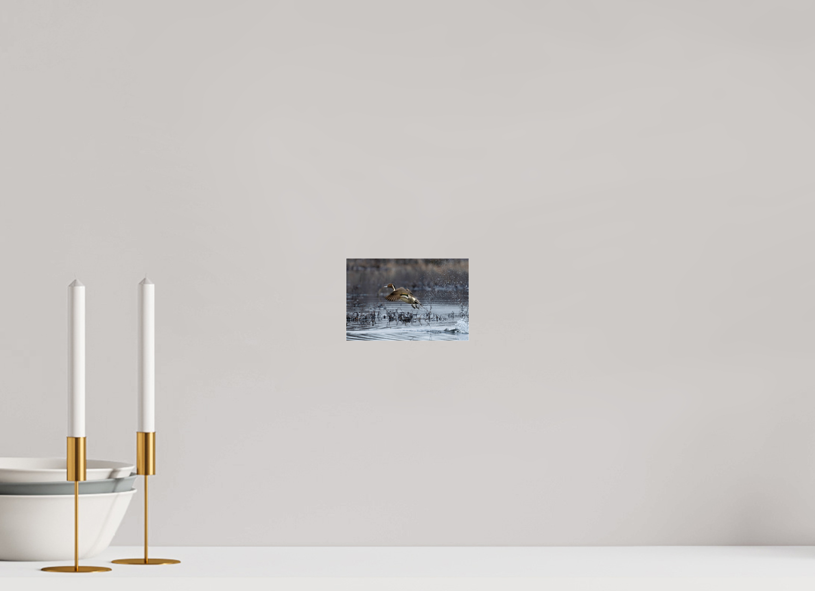 6 x 4″, Print Under Acrylic Glass Pintail Making His Point