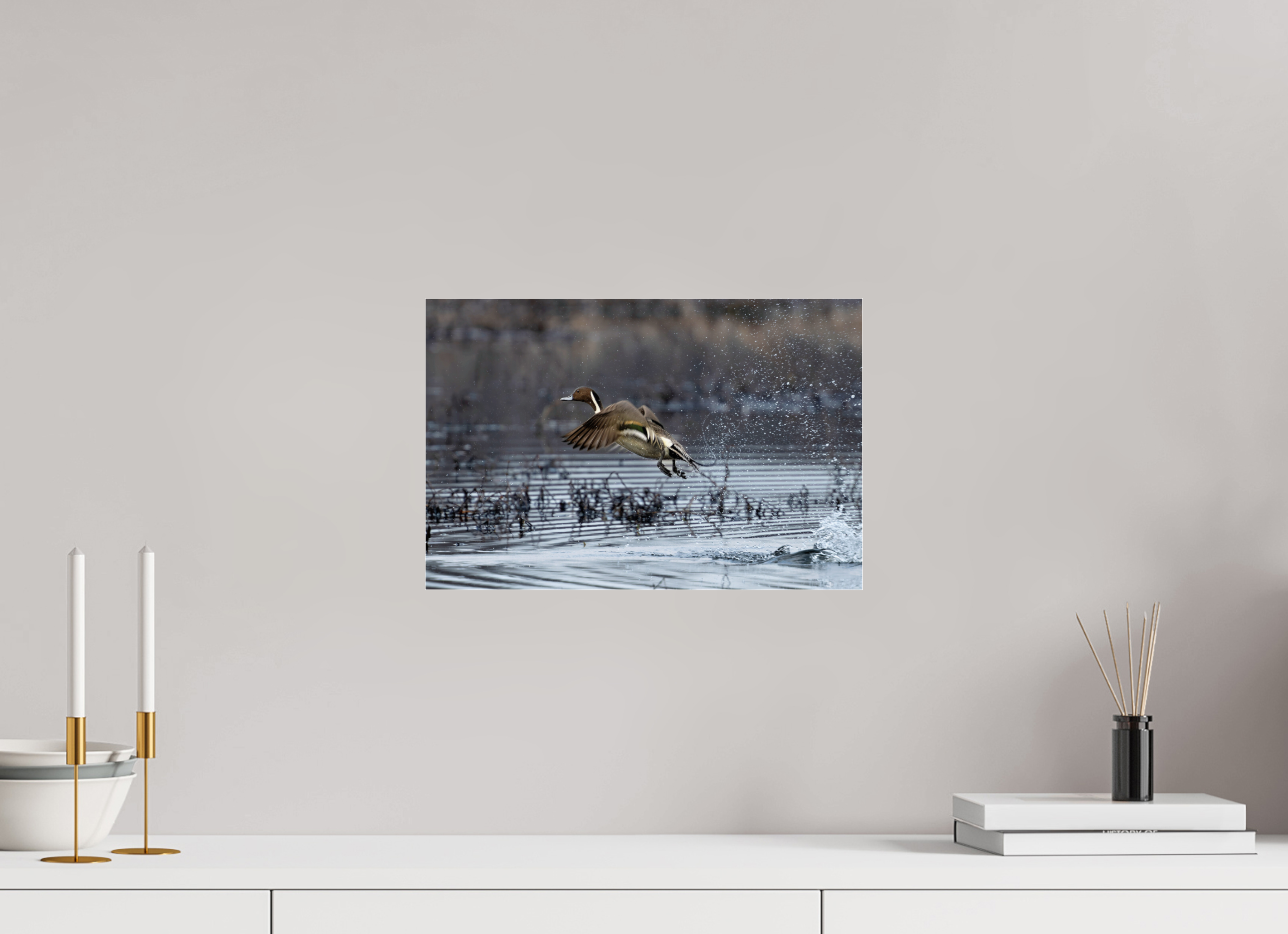 15 x 10″, Print Under Acrylic Glass Pintail Making His Point