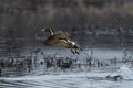 Main image Pintail Making it's Point