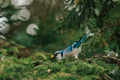 Blue Jay with an Acorn