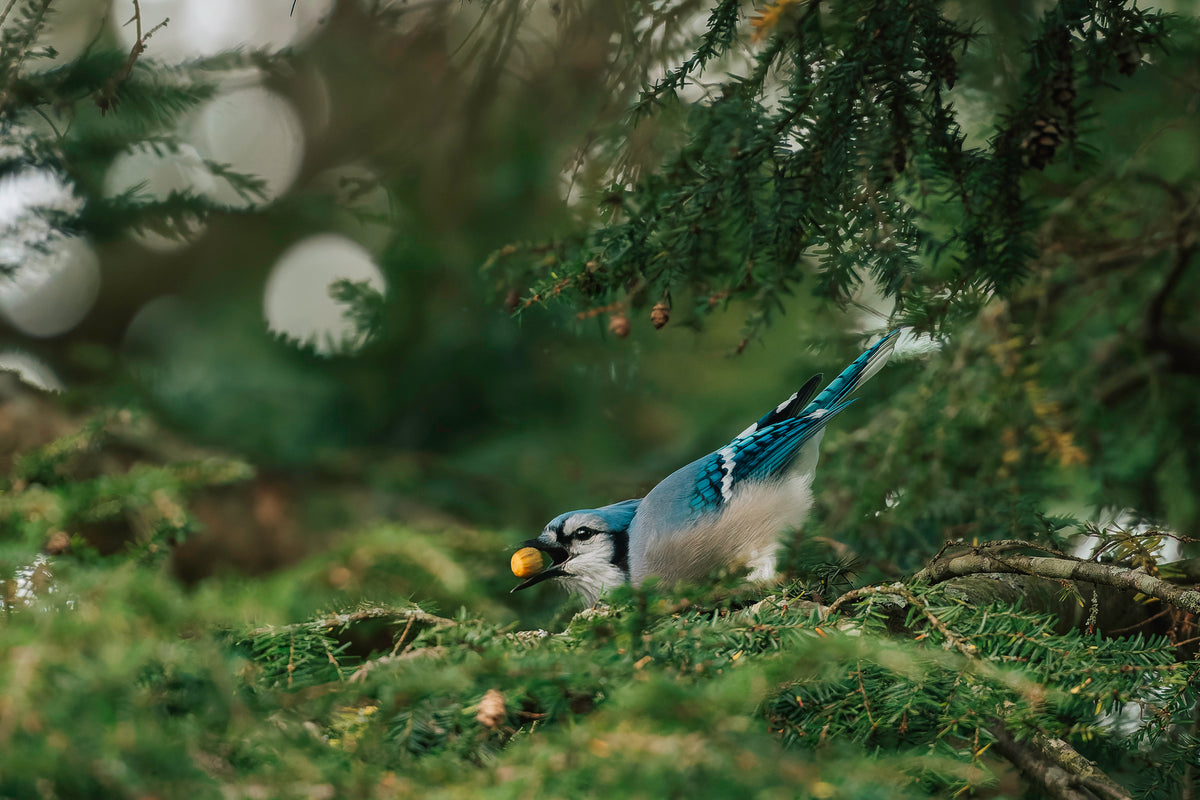 Blue Jay with an Acorn