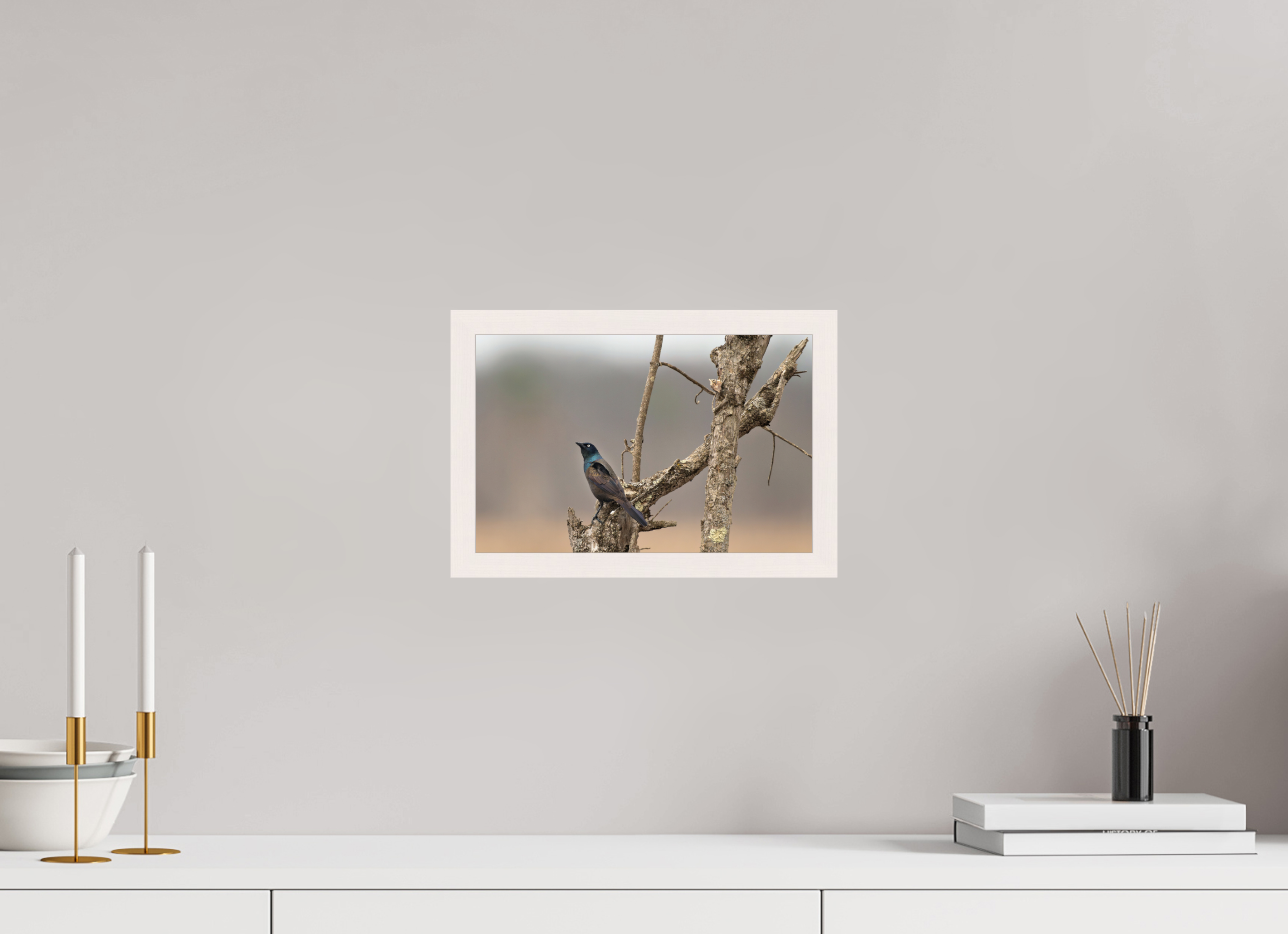 12 x 8″, Gallery Frame Nothing Common About a Common Grackle!