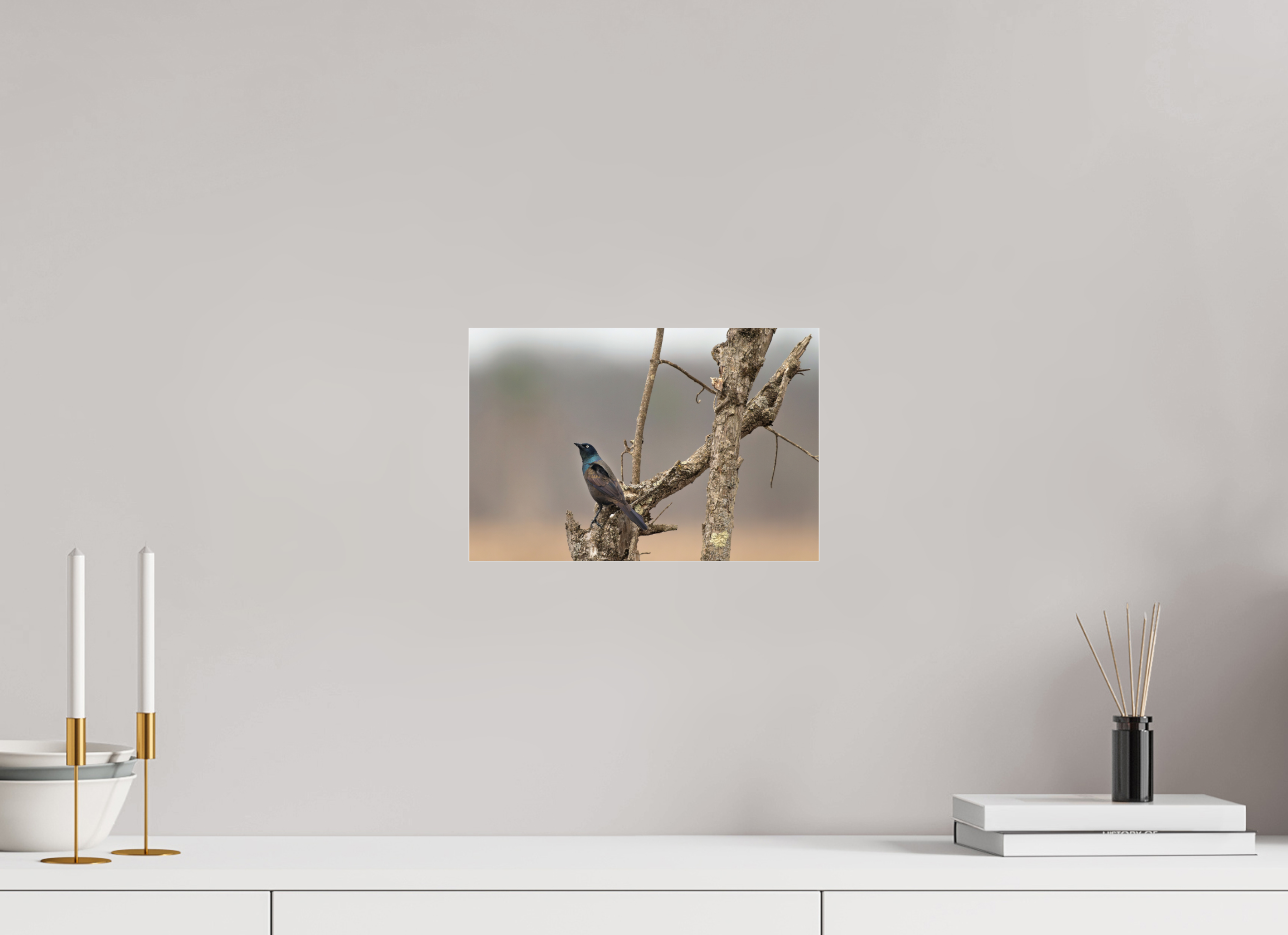 12 x 8″, Print Under Acrylic Glass Nothing Common About a Common Grackle!