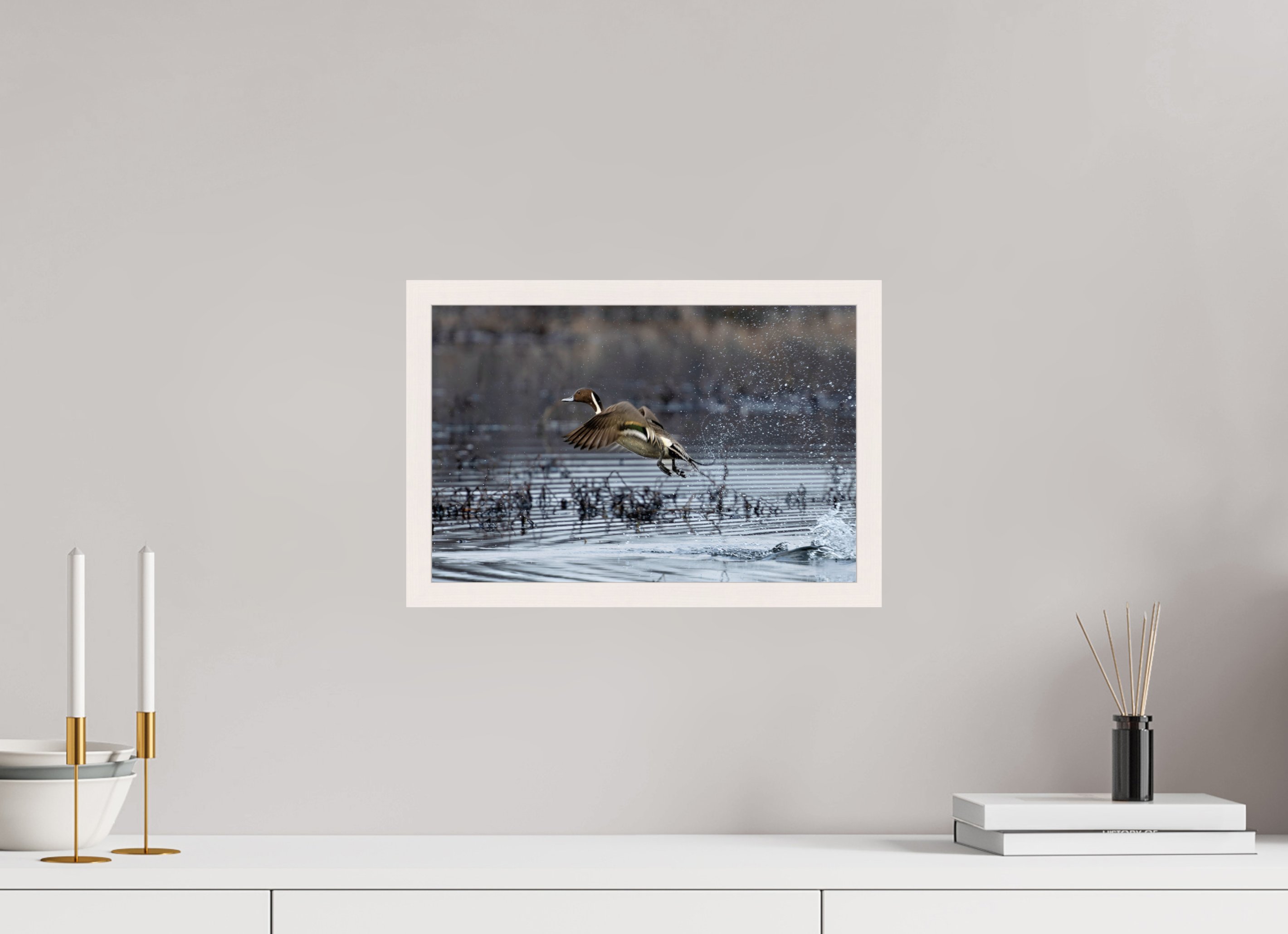 15 x 10″, Gallery Frame Pintail Making His Point