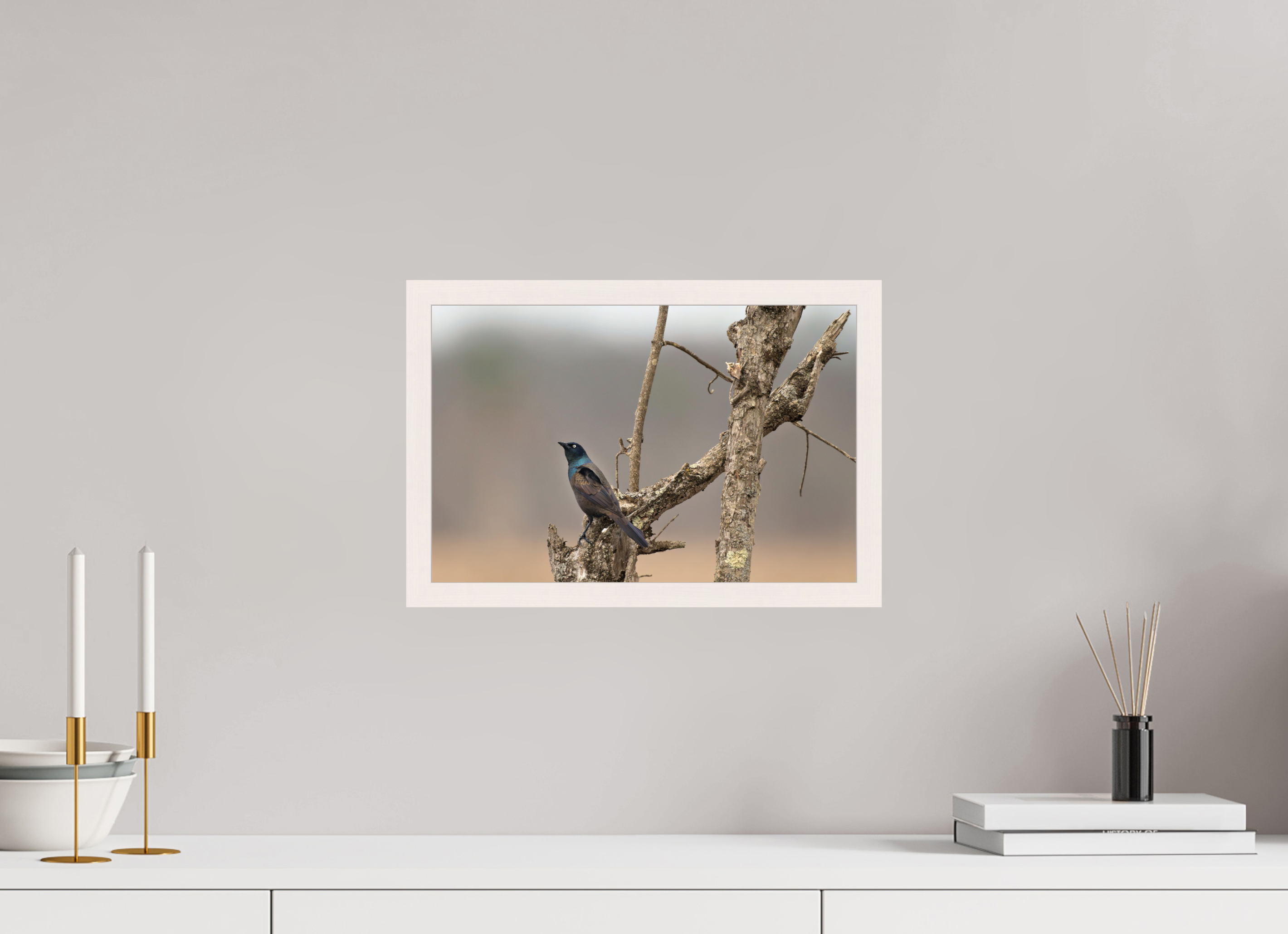 15 x 10″, Gallery Frame Nothing Common About a Common Grackle!