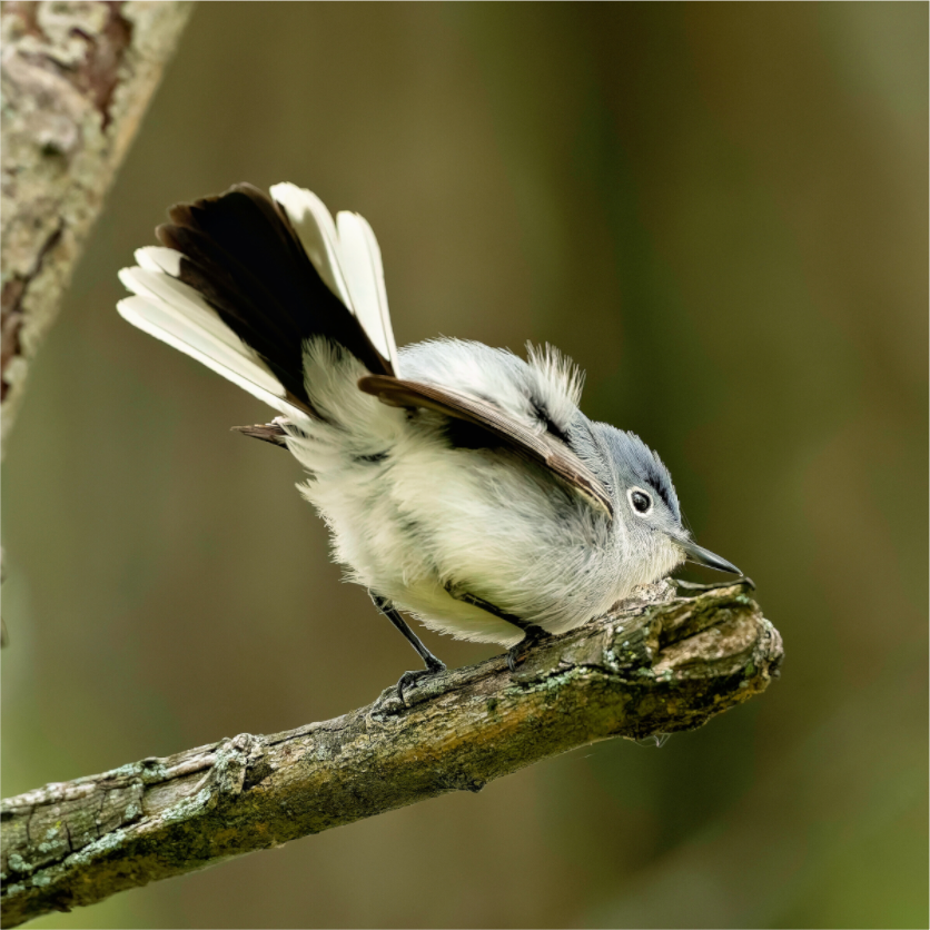 Main image Time to Shake Your Tail Feathers!